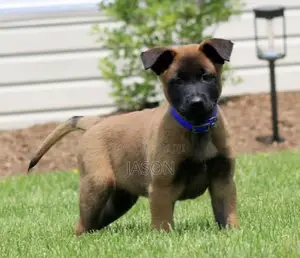 3-6 months Male Purebred Belgian Malinois