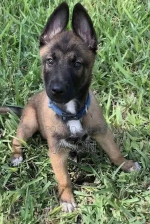 1-3 months Male Purebred Belgian Malinois