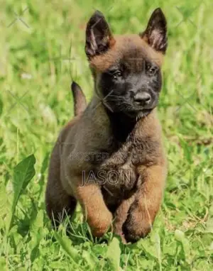 1-3 months Female Purebred Belgian Malinois