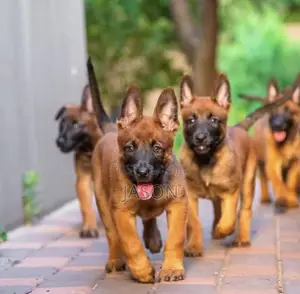 1-3 months Male Purebred Belgian Malinois