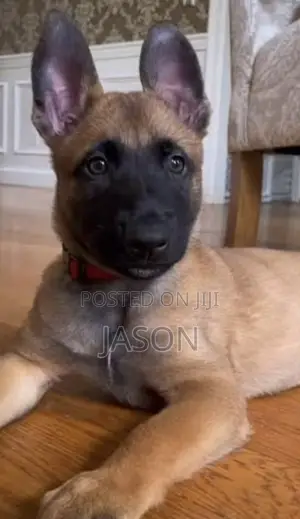 3-6 months Female Purebred Belgian Malinois