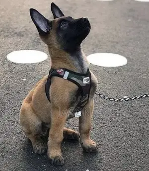 1-3 months Male Purebred Belgian Malinois
