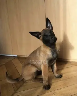 1-3 months Female Purebred Belgian Malinois