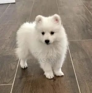 1-3 months Female Purebred Japanese Spitz