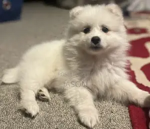 1-3 months Male Purebred Japanese Spitz
