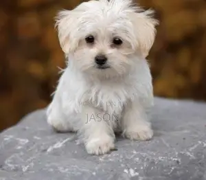 1-3 months Male Purebred Maltese
