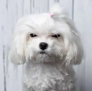 1-3 months Male Purebred Maltese