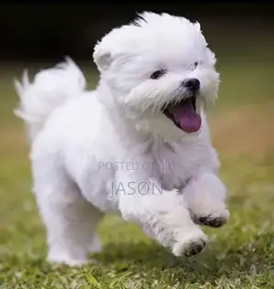 1-3 months Female Purebred Maltese