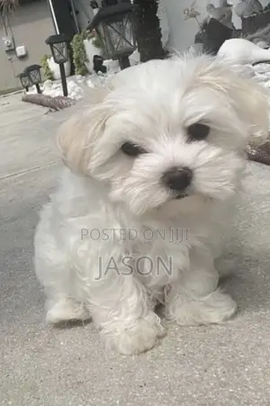 1-3 months Male Purebred Maltese