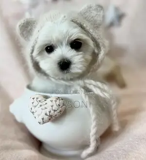 1-3 months Female Purebred Maltese