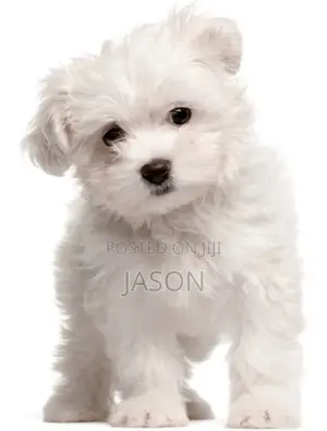 3-6 months Male Purebred Maltese