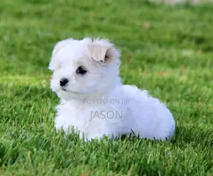 1-3 months Female Purebred Maltese