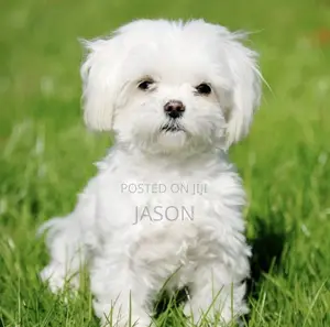 1-3 months Male Purebred Maltese