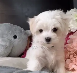 1-3 months Female Purebred Maltese
