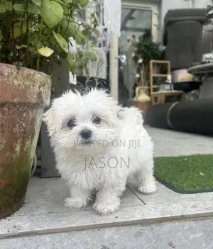 1-3 months Male Purebred Maltese