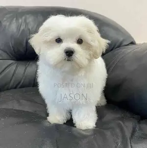 1-3 months Male Purebred Maltese