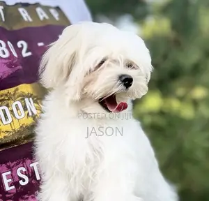1-3 months Female Purebred Maltese