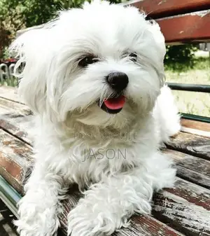 1-3 months Female Purebred Maltese