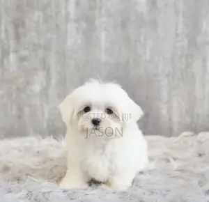 1-3 months Male Purebred Maltese