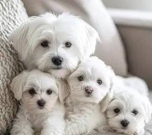 1-3 months Male Purebred Maltese