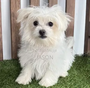 1-3 months Female Purebred Maltese