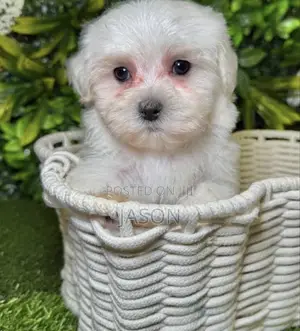 1-3 months Female Purebred Maltese