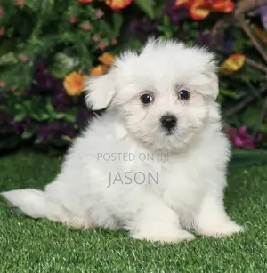 1-3 months Male Purebred Maltese