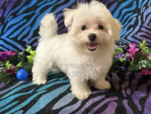 1-3 months Female Purebred Maltese