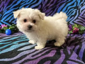 1-3 months Male Purebred Maltese