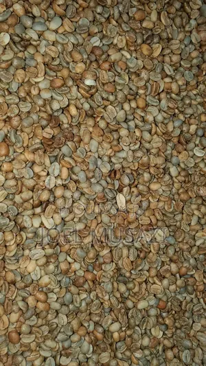 Drugar And Parchment For Sale