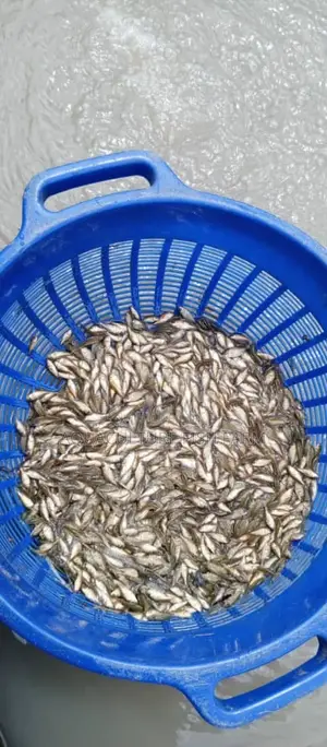 Mirror Carp Fingerlings