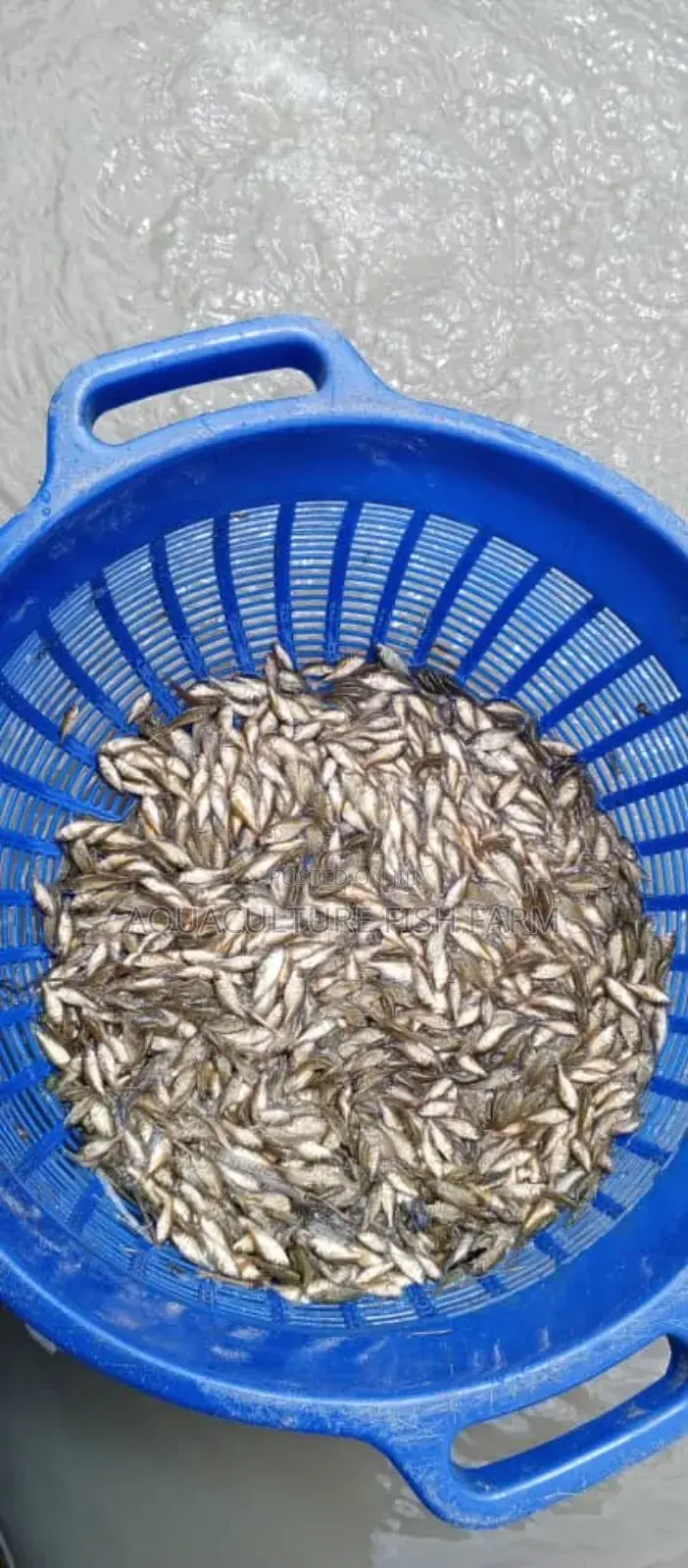 Mirror Carp Fingerlings