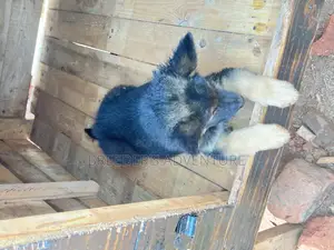 1-3 months Male Purebred German Shepherd