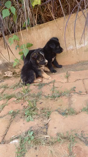 0-1 month Male Purebred German Shepherd