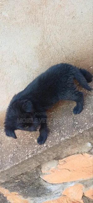1-3 months Female Purebred German Shepherd