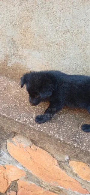 1-3 months Female Purebred German Shepherd