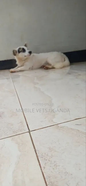 6-12 months Male Purebred Japanese Spitz