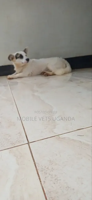 3-6 months Female Purebred Japanese Chin