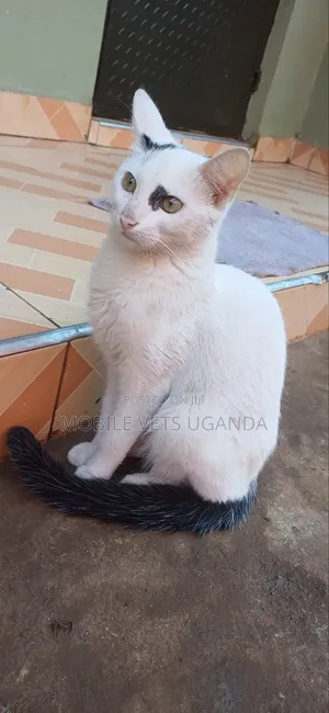 3-6 months Male Purebred Exotic