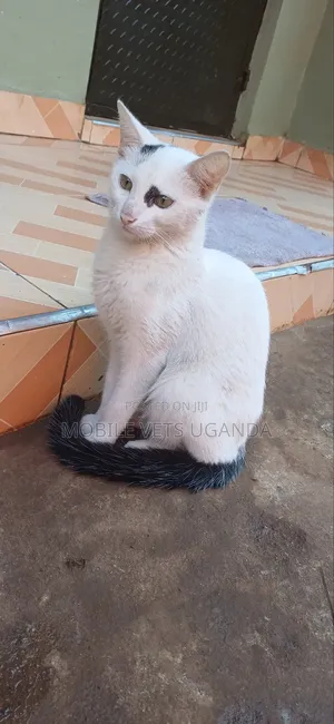 1-3 months Male Purebred American Bobtail