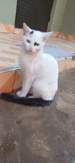 1+ year Female Purebred Cornish Rex