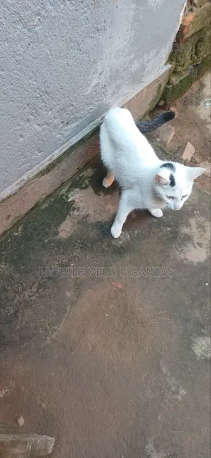3-6 months Male Purebred Tonkinese