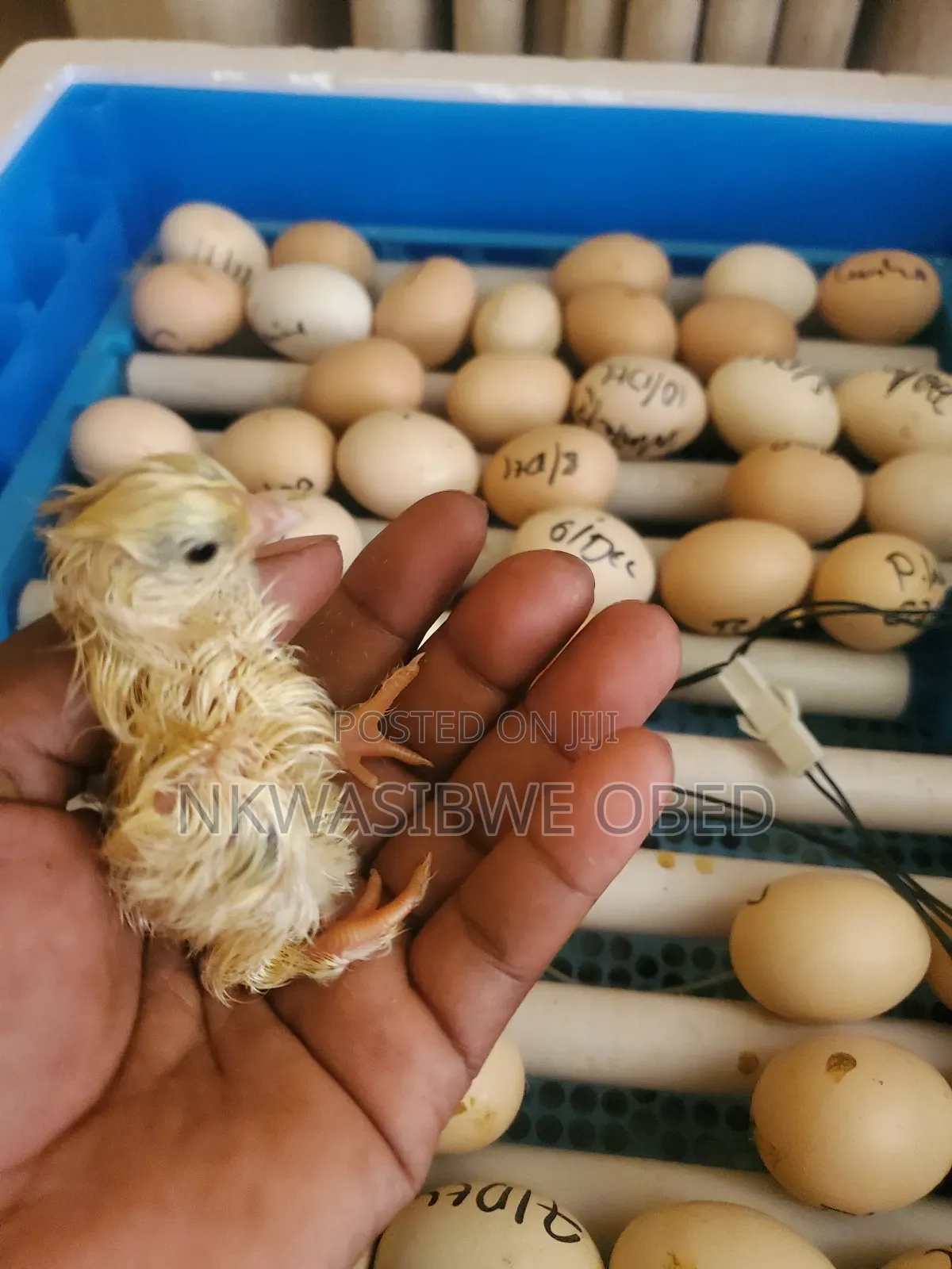 64 Egg Capacity Incubators