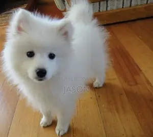 1-3 months Male Purebred Maltese