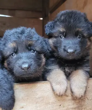 1-3 months Male Purebred German Shepherd