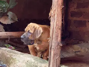 1-3 months Male Purebred Boerboel