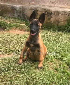 1-3 months Male Purebred Belgian Malinois