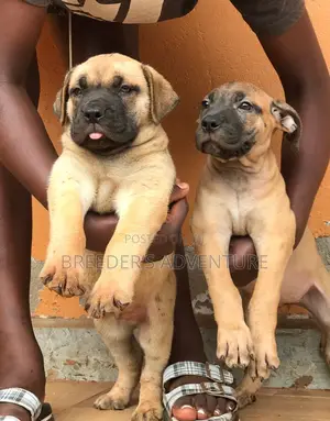 1-3 months Female Purebred Boerboel