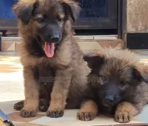 1-3 months Female Purebred German Shepherd
