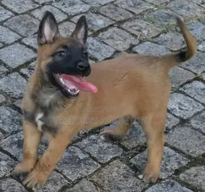 1-3 months Male Purebred Belgian Malinois
